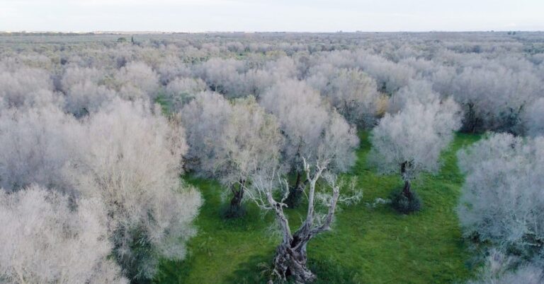 Аэрофотоснимок, показывающий ущерб, причиненный Xylella fastidiosa в Апулии, – все серые деревья погибли. Фото: Агостино Петрони/The Guardian