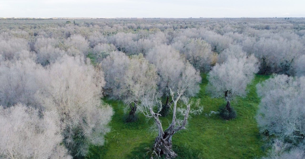 Аэрофотоснимок, показывающий ущерб, причиненный Xylella fastidiosa в Апулии, – все серые деревья погибли. Фото: Агостино Петрони/The Guardian